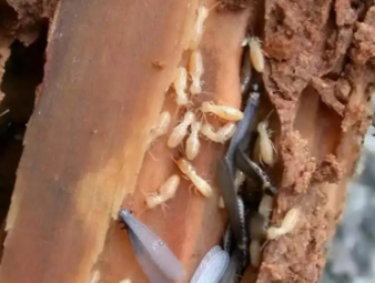 聂荣白蚁防治公司分享商铺门店白蚁防控：守护经营环境，避免营业损失